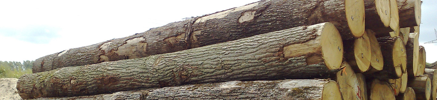 unmuessig-timber-header-produkte-rundholz-eiche.jpg