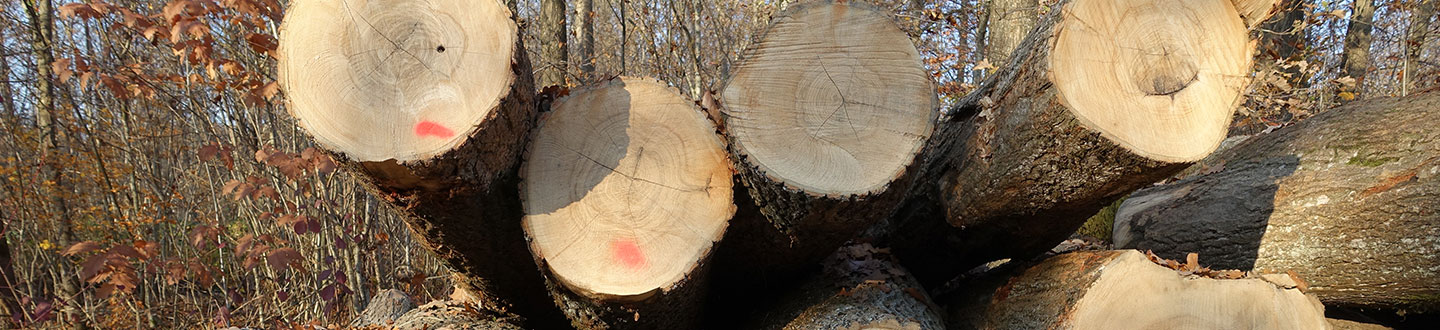 unmuessig-timber-header-produkte-rundholz-esche.jpg
